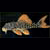 :iconplecostomus: