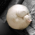 :iconpleiochroism:
