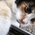 :iconplethoraoflilies: