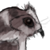 :iconplinith: