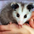 :iconplueschopossum: