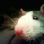 :iconplukh: