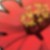 :iconplumtree9211: