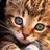 :iconpluspack: