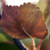 :iconplutla: