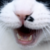 :iconpocabear: