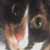 :iconpocketmage: