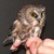 :iconpocketsizedowl: