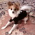 :iconpockypara: