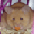 :iconpocoritenuto: