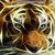 :iconpoethecat:
