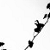 :iconpoetoflore: