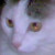 :iconpogoeen: