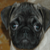 :iconpogoland: