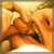 :iconpoif: