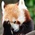 :iconpoisonousrabbit: