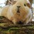 :iconpoisontail: