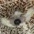 :iconpokadot6584: