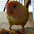 :iconpokeme12: