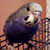 :iconpokemon-de-strada: