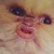 :iconpokemon-legos: