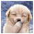 :iconpokemonrules1009: