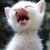 :iconpokerlover: