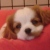 :iconpokichan: