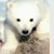 :iconpolabear: