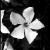 :iconpolar-aurorae: