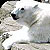 :iconpolarbear17: