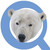 :iconpolarbearoc: