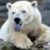 :iconpolarbearsama: