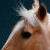:iconpolarberry:
