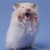 :iconpolarhamster: