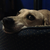 Polarisbear12 :iconpolarisbear12: