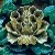 :iconpolarvega: