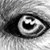 :iconpolarwolfstudio: