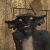 :iconpole-j: