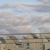 :iconpoli1313: