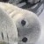 :iconpolidette: