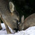 :iconpolished-diamond: