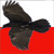 :iconpolishraven: