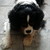 :iconpolkadot-spot-24: