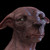:iconpolles: