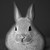 :iconpollypacet: