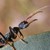 :iconpollysaccharide: