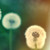 :iconpollyscracker:
