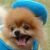 pomeranian-lover :iconpomeranian-lover: