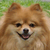 :iconpommom: